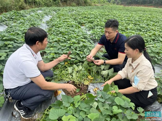 珠海驻电白区工作组把脉种植产业现状助力滞销农产品顺利销售